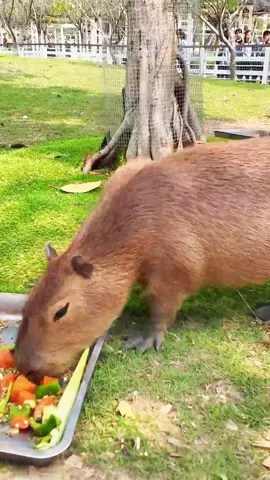 这个五一来盈香，把烦恼丢进乐园，把快乐装满口