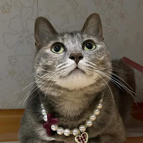 { blogger.collection_name }